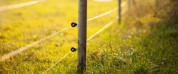 Comunicat Presa Gardul electric - o necesitate atat pentru fermieri cat si pentru agricultori